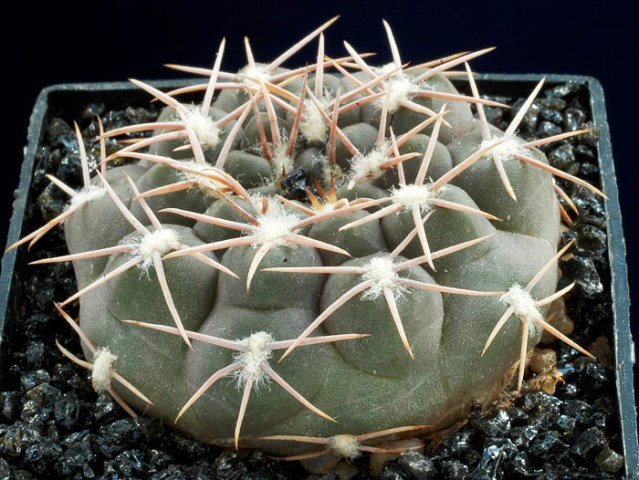 Gymnocalycium_alboreolatum_1